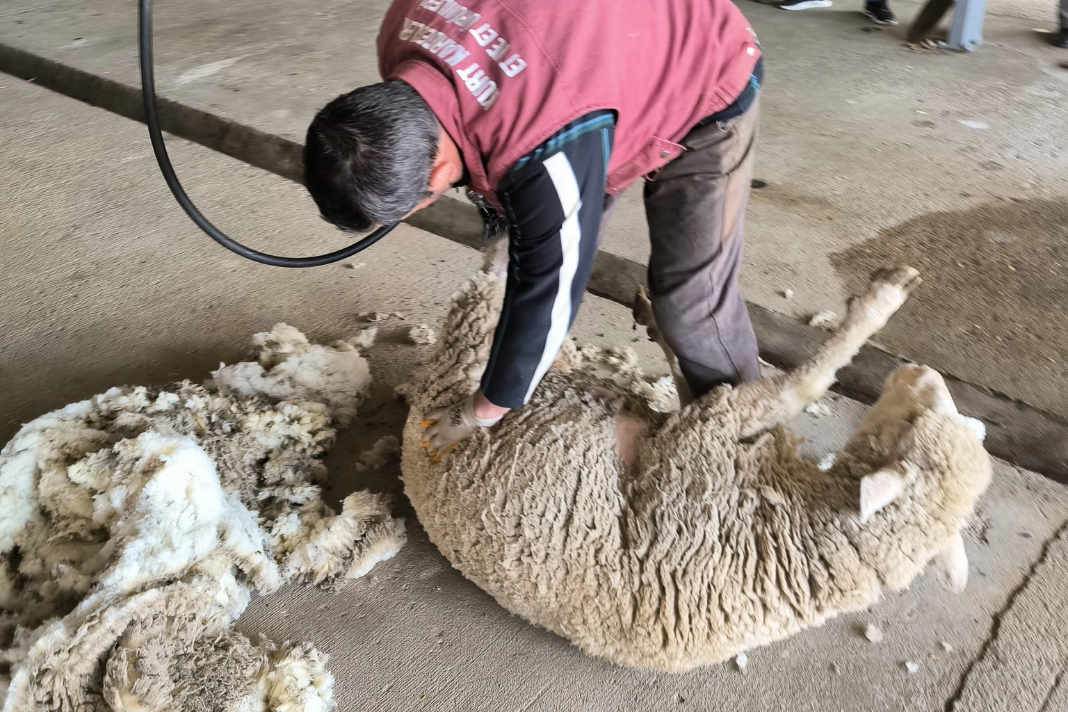 Edirne'de koyun kırkım eğitimi verildi