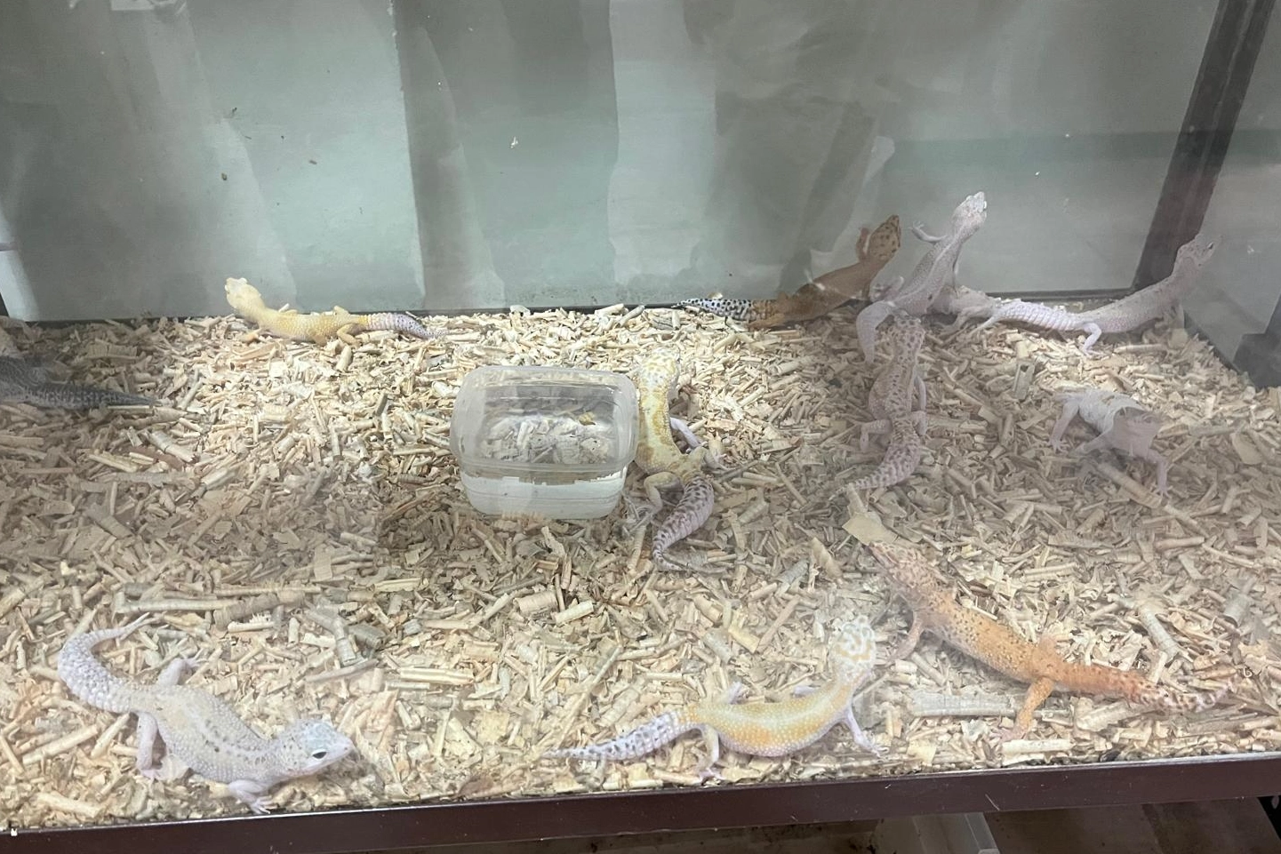 Bursa’da egzotik hayvan kaçakçılığına darbe!